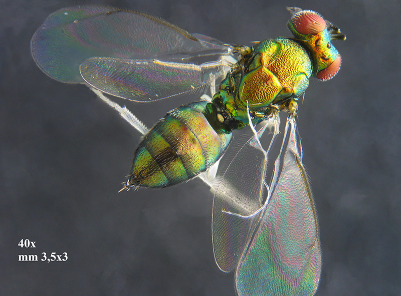 Phyllonorycter su ontano con parassitoidi